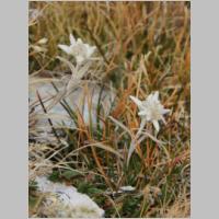 DSC08557_Edelweiss.jpg