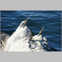 DSC08464_Kormoran-Kolonie.JPG