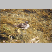 DSC01488_Odinshuehnchen-gross-wie-ein-Spatz.JPG