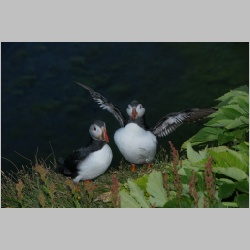 _DSC1970_Puffin_am_Abend.JPG