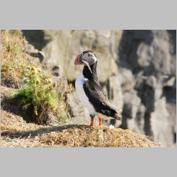 _DSC2100_Puffin_mit_Seenadel.JPG