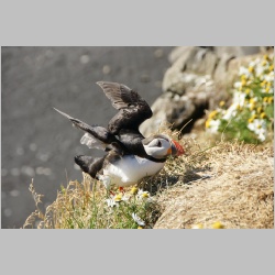 _DSC2165_Puffin_gelandet.JPG