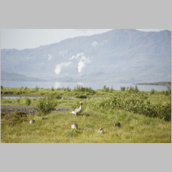 _DSC2920_Wildgaense_am_Thingvellir.JPG