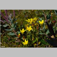 DSC06157_Saxifraga_Hirculus_Moor-Steinbrech.JPG
