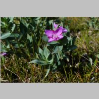 DSC06160_Epilobium-Latifolium_Arktisches-Weidenroeschen.JPG