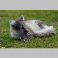 DSC06649_Polarfuchswelpe.JPG
