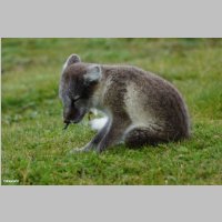 DSC06658_Polarfuchswelpe.JPG