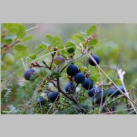 DSC06705_Vaccinium-Myrtillus_Heidelbeere.jpg