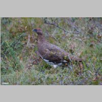 DSC06742_Alpenschneehuhn_Lagopus-mutus.JPG