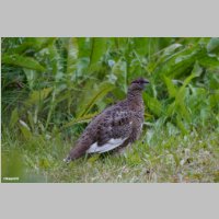 DSC06774_Alpenschneehuhn_Lagopus-mutus.jpg