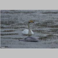 DSC06867_Singschwan.jpg