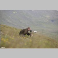 _MG_8703_Robbenjagd.jpg